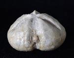 Linthia vilanovae (COTTEAU 1889) - Bild © FossNet FossilienStore